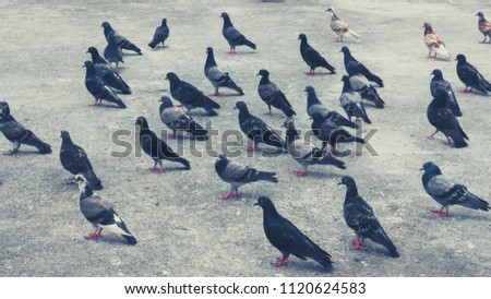 many Dove on the floor in the park