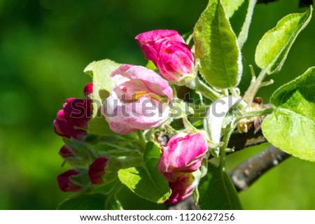 Macro photo, flowers of apple.The Flowering Crab Apple Tree is one of the most beautiful decorative trees. Crab Apple Trees have pretty flowers in the spring and gorgeous little apples in the autumn