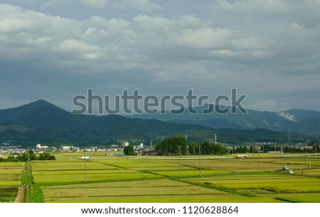 Rice field at harvesting season in Sendai, Japan.