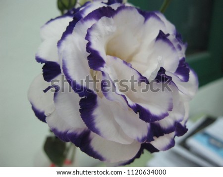 Rose petals with interesting blue color, photography with light struck by strange angle,Blue flower rose on white isolated background