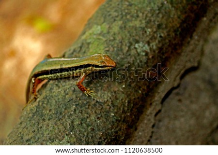 A Lizard on branch