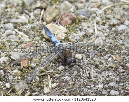 One Isolated Dragonfly Closeup Detail Photo Picture Sitting on a Ground