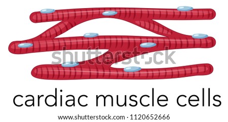 Magnfied cardiac muscle cells  illustration