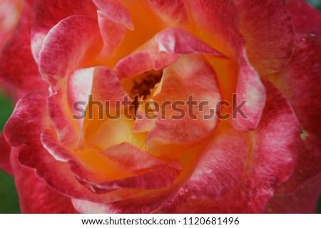 Beautiful colorful roses background. Close up macro shot. After the rain.