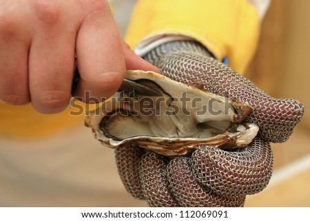 Fresh oyster held open with a oyster knife in a hand with an oyster glove Royalty-Free Stock Photo #112069091