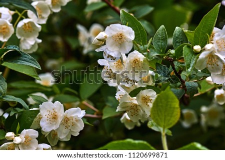 A blossoming white jasmine flower on a blurred background. Nature, flowers, Russia, Moscow region, Shatura/White jasmine flower on a background of leaves