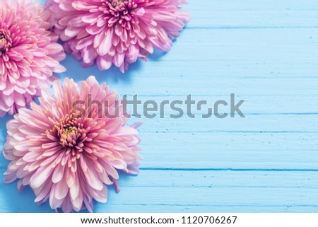pink chrysanthemums on blue wooden background