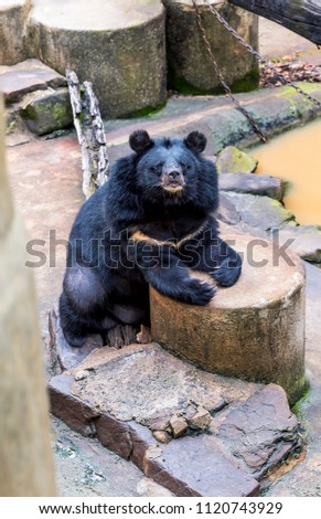Black Bear is resting on a hot day