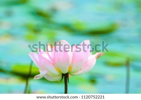 Lotus Flower Plant