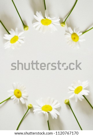 Camomiles circle on the white background. Positive mood.
