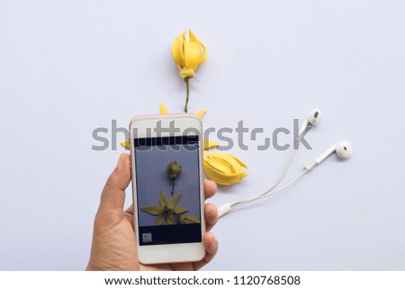 hand holding mobile phone with ylang ylang yellow flower and photo in mobile on background white