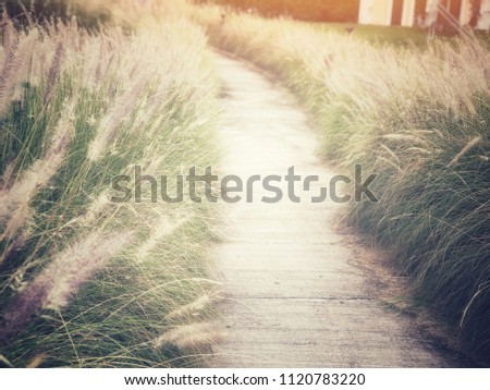 Walkway or route with natural grass, direction concept, future, step, route of life, lifetimes