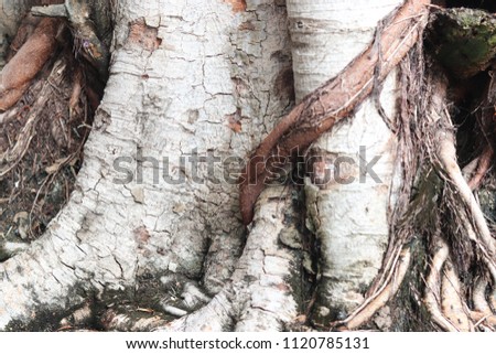 Root of Tree