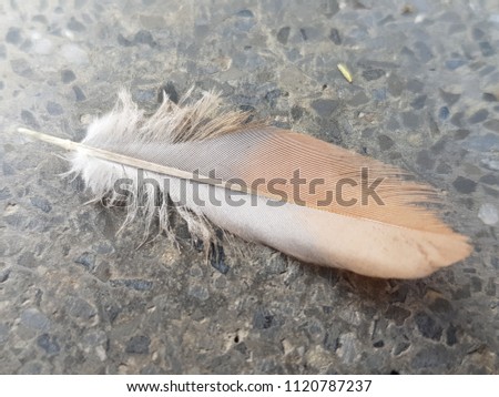 Real feather fallen on the floor.