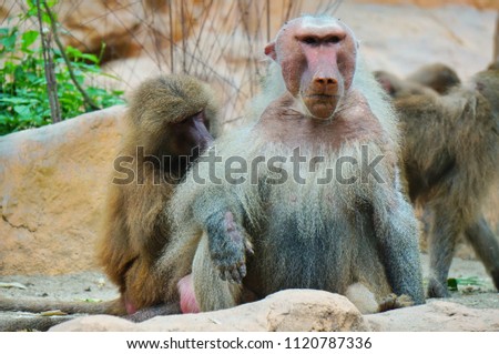 Baboon with a very serious face in the zoo