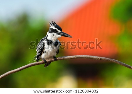 pied kingfisher (ceryle rudis) in Thailand