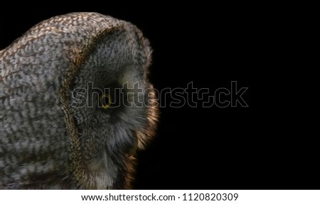 Great grey northern owl (Strix nebulosa ) on black background as deep night, free copy space
