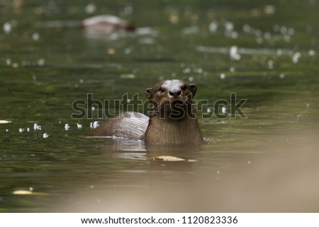 otter in wild