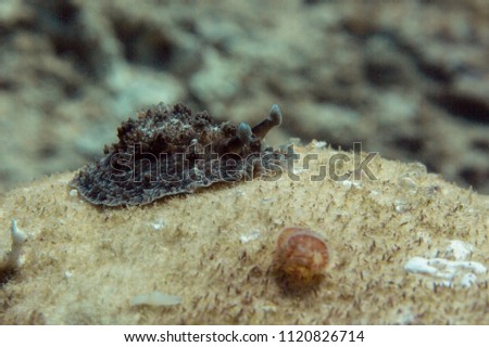 Nudibranch Dendrodoris tuberculosa. Picture was taken in the Banda sea, Ambon, West Papua, Indonesia
