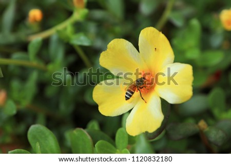 common purslane flower with bee on pollens