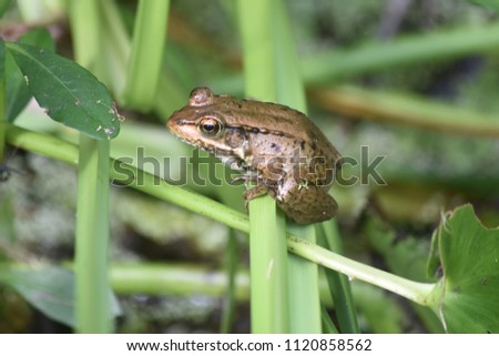 Swamp with a frog balancing on a plant stem.