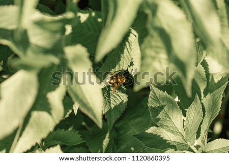 Bumblebee seats on the green leaf. Nature in summer. Summer natural texture. Belarus.