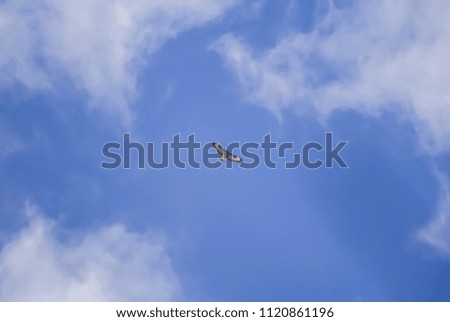 buzzard flies in the sky