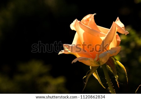 flower of a pink rose on a blurry dark background