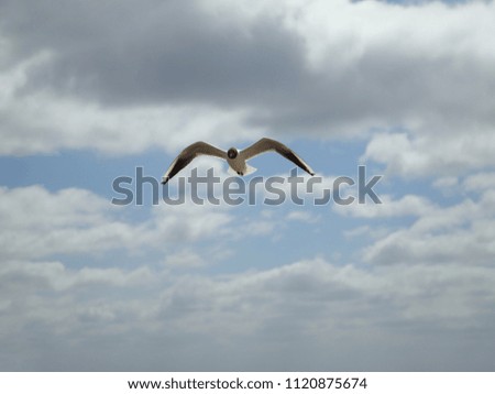 Seagull at the baltic sea