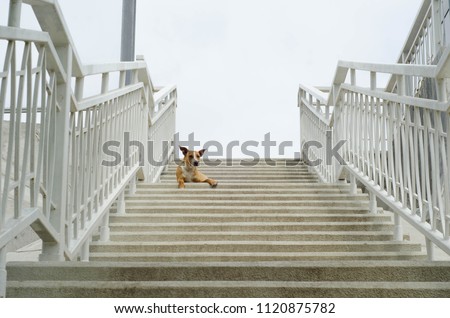 One red dog is lying on the stairs. Animal on the stairs. Cloudy weather.