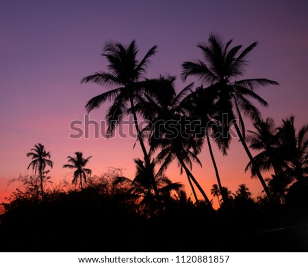 Silhouettes of palm trees during the purple sunset