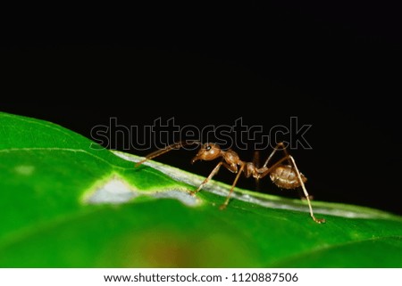 closeup an ant on green leaf,team work concept