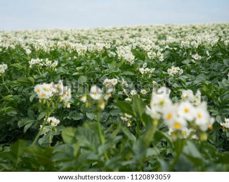 Potato field in full bloom white flower blur bokeh