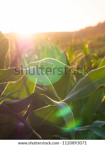 corn leaves close up with lens flare in the evening sun