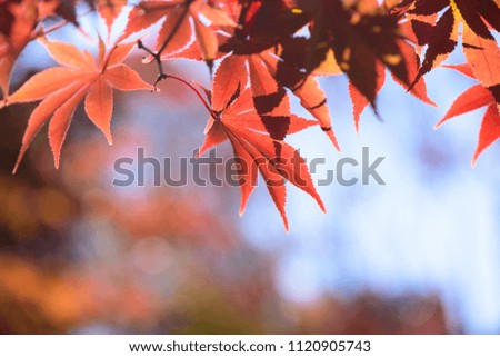 Red orange maple autumn leaves glowing against sunlight on branch  with blurred red leaves and sweet bokeh, plenty of copy space for autumn background, maple leaves, fall color on peak autumn 