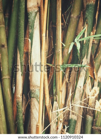 Bamboo tree background or texture
