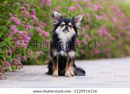 Funny Chihuahua Dog Is Isolated On A Pink Background Images And