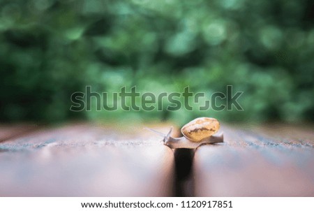 A cute small snail is crawling slowly on wooden slath with green plant on the background / colorful fresh feeling picture