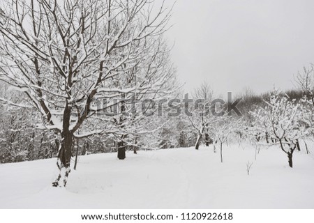 Winter road in the park after snowfall