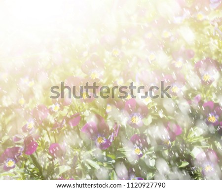 Blurred blossoming pansies flowers in sun light and water drops. Natural spring background. Selective focus, shallow DOF