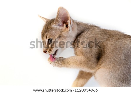 little cute abyssinian cat kitten washes isolated.
