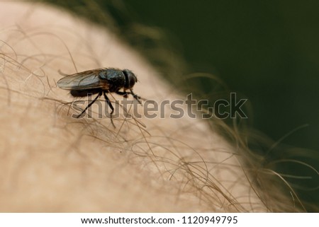 the fly sits on human skin. dangers