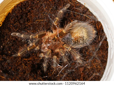 Young golden knee tarantula