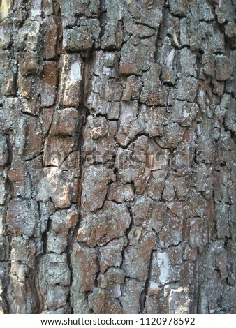 Old pear tree bark texture