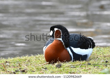 Red-breasted Goose (Branta ruficollis) on a meadow, near water