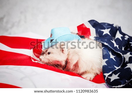 Little cute ferret on the USA flag background