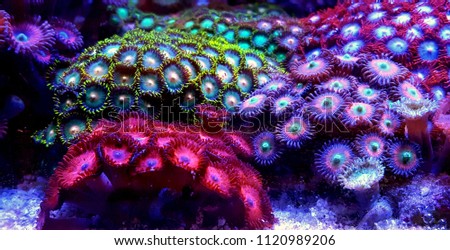 Zoanthus polyps colony coral in reef aquarium tank