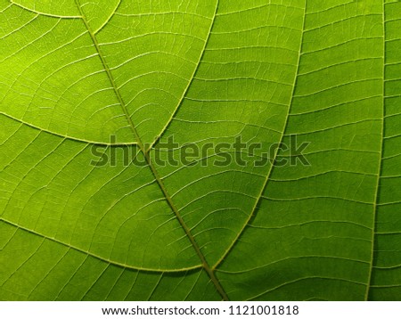 Green leaf background texture.