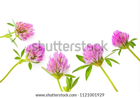 Clover flowers on a white background