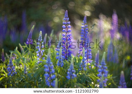 Lot of colorful lupine flowers. Soft focus.